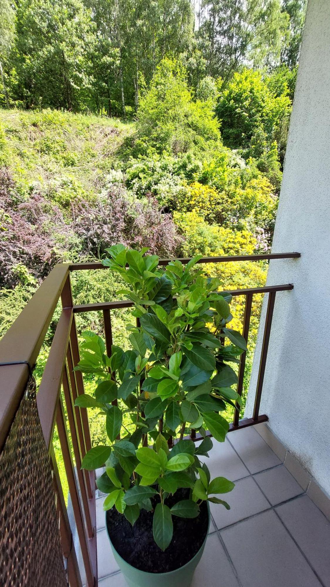 Apartament Miedzygorski Miedzygorze Exterior foto